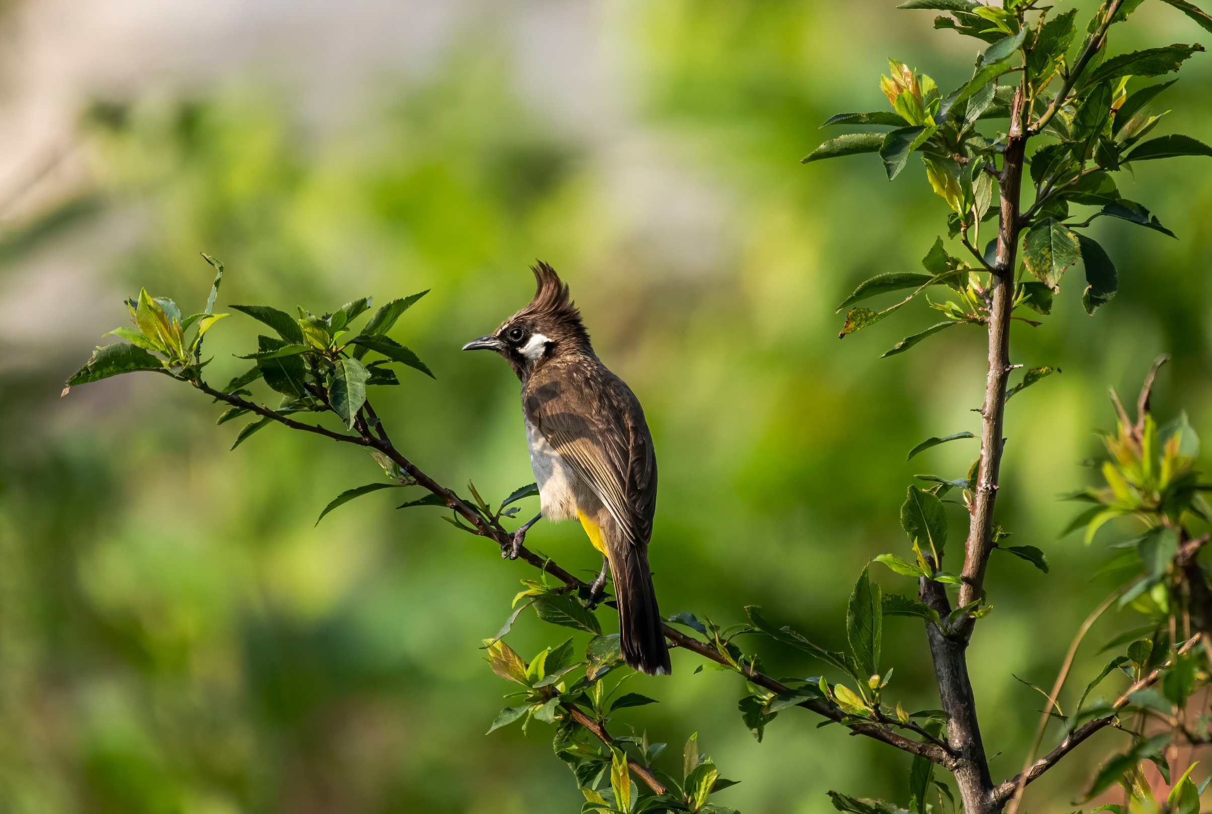 Birds